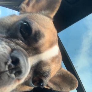 Meet your Posher, Lincoln